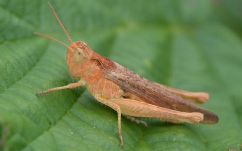 Réf. 333 556 : Chorthippus sp.